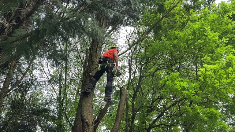 Professional Tree Services in Red Lick, TX