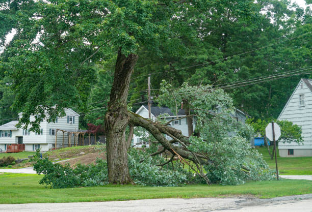 How Our Tree Care Process Works  in  Red Lick, TX
